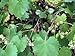 Photo Dichondra 100pcs Muscadine Grape Fruit Seeds new bestseller 2024-2023