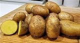 Simply Seed - 15 Piece Potato Seed - Naturally Grown - German Butterballs - Non GMO - Spring Planting Photo, bestseller 2024-2023 new, best price $11.99 review