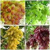 Elwyn 50pcs Finger Grape Fruit Seeds Photo, bestseller 2024-2023 new, best price $14.99 review