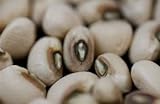 Pea Blackeye Great Heirloom Vegetable by Seed Kingdom Bulk 1 Lb Seeds Photo, bestseller 2024-2023 new, best price $16.95 ($1.06 / Ounce) review