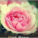 Lot de 20 Graine Rose Rosier ROSE Photo, best-seller 2024-2023 nouveau, meilleur prix 5,00 € examen