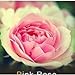 Photo Lot de 20 Graine Rose Rosier ROSE nouveau best-seller 2024-2023