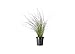 Photo Muhly Grass - 2 Live Gallon Size Plants - Muhlenbergia Capillaris - Hairawn Muhly | Drought Tolerant Pink Blooming Ornamental Grass new bestseller 2024-2023