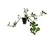Photo Ornamental Peanut Grass - Arachis Glabrata - 10 Live Plants - 2