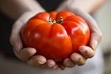 Semillas de tomate / Red jugosa gigante / aprox. 50 semillas / tomate gigante / semillas de hortalizas / autosuficiente Foto, éxito de ventas 2024-2023 nuevo, mejor precio 4,49 € revisión