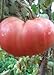 Foto Tomaten Samen Tomaten Saat Saatgut Tomaten Tomatensamen Tomatensamen (PINK MAGIC) neu Bestseller 2024-2023