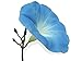 Photo 15 graines Fleurs - IPOMEE géante bleu d'azur H. 5 Mètres - Ipomoea nouveau best-seller 2024-2023