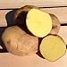 Photo Yukon Gold Potato Seed/Tubers,Yellow-Flesh Standard. wbut2023 (5 Lb) new bestseller 2024-2023