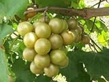 Las semillas de Vitis rotundifolia bronce moscatel de uva! Foto, éxito de ventas 2024-2023 nuevo, mejor precio 17,40 € revisión