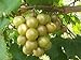 Foto Las semillas de Vitis rotundifolia bronce moscatel de uva! nuevo éxito de ventas 2024-2023
