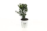 4.5 in. qt. Sprinter Boxwood (Buxus) Live Evergreen Shrub, Green Foliage Photo, bestseller 2024-2023 new, best price $16.71 review