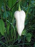 Bhut Jolokia, White Ghost Chili Pepper, World's Hottest Pepper, Capsicum Chinense (Seeds) (10 Seeds) Photo, bestseller 2024-2023 new, best price $7.59 ($0.76 / Count) review