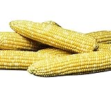 Sweet Corn Honey 'N Pearl F1 - Insect Guard Treated Vegetable Seeds - 1,000 Seeds Photo, bestseller 2024-2023 new, best price $15.99 review