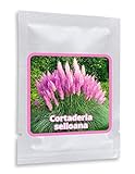 PAMPASGRAS - ca.150 Samen - Cortaderia selloana - Ziergras - der absolute Blickfang in jedem Garten Foto, Bestseller 2024-2023 neu, bester Preis 3,95 € (0,03 € / stück) Rezension