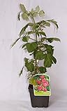 Frambuesa roja (maceta 2 litros) - Arbusto frutal vivo Foto, éxito de ventas 2024-2023 nuevo, mejor precio 10,50 € revisión