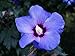 Foto Hibiskus blaue Blüte blauer Hibiskus Rosen-Eibisch Blue Chiffon Hibiscus Blue Chiffon, Containerware, 40-60 cm hoch, neu Bestseller 2024-2023