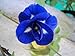Foto Tara-jardín de 50 semillas mariposa azul semillas de guisante CLITORIA ternatea vid de la flor Oganic NATIVE nuevo éxito de ventas 2024-2023