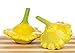 Foto Gelbe Ufo Zucchini Yellow Squash - 20 Samen neu Bestseller 2024-2023