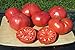 Photo Ohio Heirloom Seeds Beefsteak Tomato Seeds 75+ Heirloom Variety Grown in 2020 new bestseller 2024-2023
