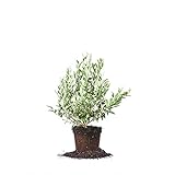 Perfect Plants Premier Blueberry Live Plant, 1 Gallon, Includes Care Guide Photo, bestseller 2024-2023 new, best price $25.98 review