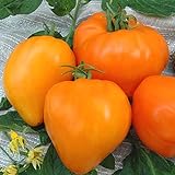 Tomate Altai Honig - Sehr Leckere Tomatensorte - ertragreich - 10 Samen Foto, Bestseller 2024-2023 neu, bester Preis 3,70 € Rezension