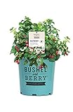 Premier Plant Solutions 19858 Bushel and Berry Dwarf Thornless Red (Rubus) Strawberry, 2 Gallon, Raspberry Shortcake Photo, bestseller 2024-2023 new, best price $59.95 review