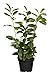 Foto Prunus lauroc winterharte Heckenpflanze Kirschlorbeer 40-60cm im Topf gewachsen neu Bestseller 2024-2023
