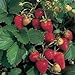 Photo 100 ALPINE STRAWBERRY Fragaria Vesca Fruit Berry Seeds new bestseller 2024-2023