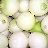 500 CRYSTAL WHITE WAX PEARL ONION Allium Cepa Vegetable Seeds Photo, bestseller 2024-2023 new, best price $3.00 review