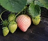 Heirloom Milk Strawberry 200+ Seeds Photo, bestseller 2024-2023 new, best price $7.50 ($0.04 / Count) review