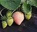 Photo Heirloom Milk Strawberry 200+ Seeds new bestseller 2024-2023