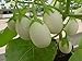 Photo 25 Pianta Delle Uova Seeds, Excellent italian Small white Eggplant new bestseller 2024-2023