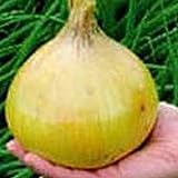Ailsa Craig Exhibition Onions Seeds (25+ Seeds) Photo, bestseller 2024-2023 new, best price $4.69 review