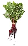 Beet Seeds for Planting - Sprouting - Microgreens - About 500 Bulls Blood Vegetable Seeds to Plant! Photo, bestseller 2024-2023 new, best price $5.98 review