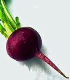 Beets, Early Wonder, Heirloom, Non GMO, 100 Seeds, Tender N Sweet Beet, Perfect Photo, bestseller 2024-2023 new, best price $2.99 ($0.03 / count) review