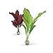 Photo biOrb Silk Plant Set Medium Green & Purple new bestseller 2024-2023