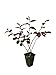 Photo Loropetalum 'Plum Delight' - Chinese Fringe Flower - 10 Live Plants - Evergreen Flowering Shrub new bestseller 2024-2023