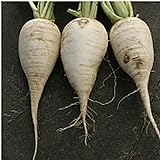 German Beer Radishes Seeds (20+ Seeds) | Non GMO | Vegetable Fruit Herb Flower Seeds for Planting | Home Garden Greenhouse Pack Photo, bestseller 2024-2023 new, best price $3.69 ($0.18 / Count) review