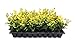 Photo Ligustrum Japonicum 'Howardi' - 10 Live Plants - Evergreen Privacy Hedge Yellow Tip Shrub new bestseller 2024-2023
