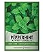 Photo Peppermint Seeds for Planting is A Heirloom, Open-Pollinated, Non-GMO Herb Variety- Great for Indoor and Outdoor Gardening and Herbal Tea Gardens by Gardeners Basics new bestseller 2024-2023