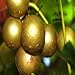 Photo 20 Seeds of Bronze White Muscadine Grape Seeds Wine OR Fresh Grapes new bestseller 2024-2023
