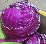 Cabbage Red Acre Great Heirloom Vegetable by Seed Kingdom 700 Seeds Photo, bestseller 2024-2023 new, best price $1.95 review