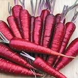 Purple Dragon Carrot Seeds ► Non-GMO Purple Dragon Carrot Seeds (350+ Seeds) ◄ by PowerGrow Systems Photo, bestseller 2024-2023 new, best price $1.89 review
