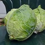 Danish Ballhead Cabbage - 100 Seeds - Heirloom & Open-Pollinated Variety, Non-GMO Vegetable Seeds for Planting Outdoors in The Home Garden, Thresh Seed Company Photo, bestseller 2024-2023 new, best price $7.99 review