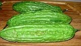 Chinese Bitter Melon Green Skin Seeds (Foo GWA) by Stonysoil Seed Company Photo, bestseller 2024-2023 new, best price $8.75 review
