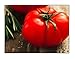 Photo 250 Beefsteak Tomato Seeds | Non-GMO | Fresh Garden Seeds new bestseller 2024-2023