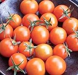 Sweetest Cherry Tomato Seeds for Planting-Orange Sun Gold.Non GMO Garden Seeds for Planting Vegetables Seeds at Home Vegetable Garden and Hydroponics Seed Pods:10ct Sungold Cherry Tomato Plant Seeds Photo, bestseller 2024-2023 new, best price $2.99 ($0.30 / Count) review