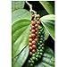 Photo Piper nigrum - poivres - Graines de plantes tropicales rares (10) nouveau best-seller 2024-2023