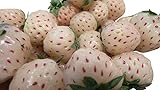 Weiße Ananas-Erdbeere 20++ Samen (Ananas+Erdbeere) (Neu) **Super Süß** -Winterhart- Foto, Bestseller 2024-2023 neu, bester Preis 1,49 € Rezension