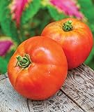 Burpee Better Boy Hybrid Large Slicing Red Variety Non-GMO Vegetable Planting | Disease-Resistant Tomato for Garden, 30 Seeds Photo, bestseller 2024-2023 new, best price $8.05 ($0.27 / Count) review